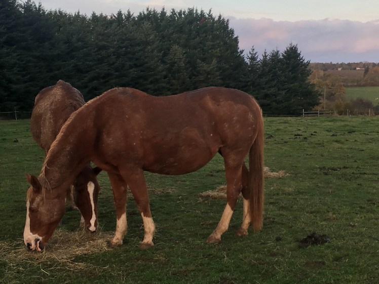 9C2E04F4-EA55-4BB8-A872-E4C6E1521154