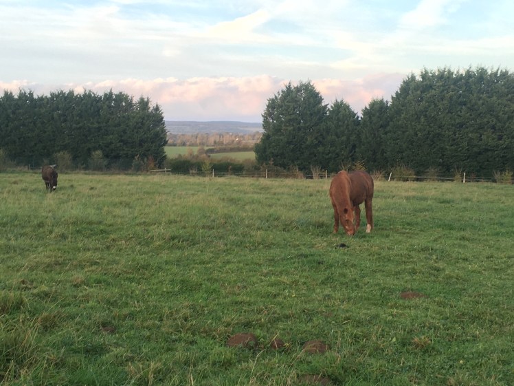 FA975CE6-BEFB-4334-93CA-FE7ED3347375