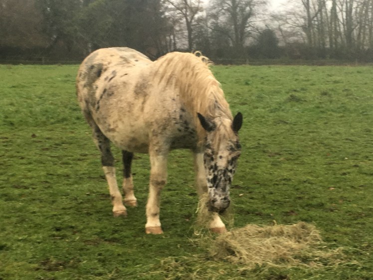 B0448AF4-6062-42B2-9B62-2F6C4D12C854