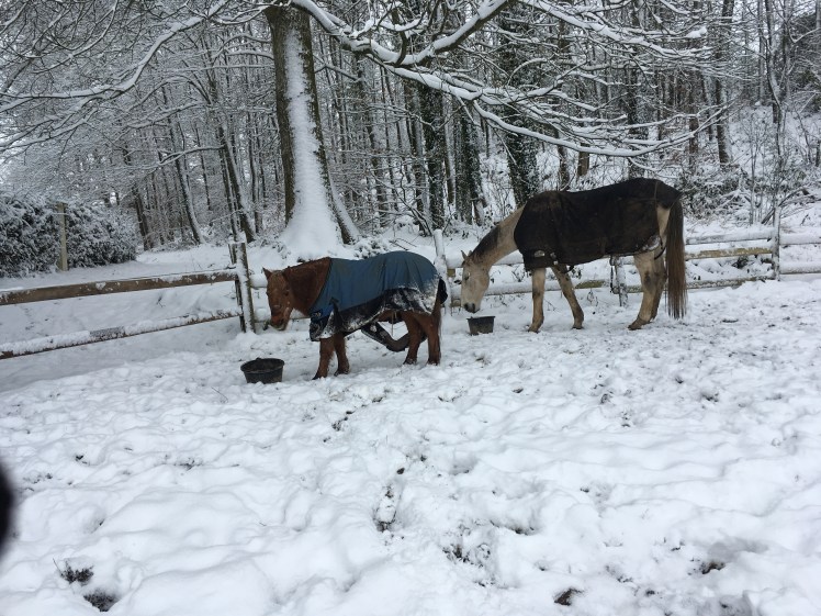 36F32CF3-FACD-4E9D-865A-DC00C54543CA