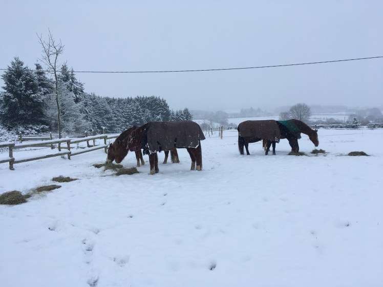 9BFB494A-4943-42CC-85C8-D586A3D91253