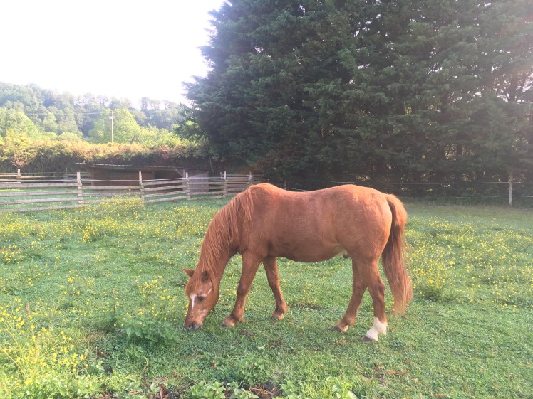 474F1A02-9979-49EA-AFB4-605B1049C215