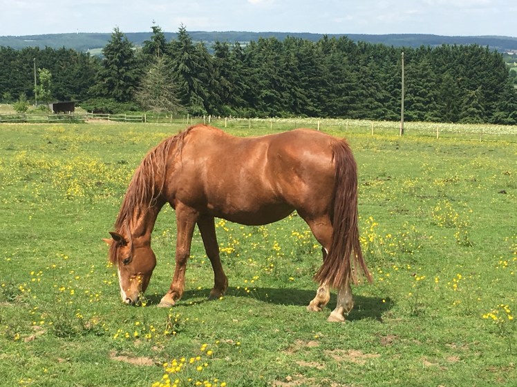 FF44C3C1-C90B-46A8-BC20-2E3C455F9239