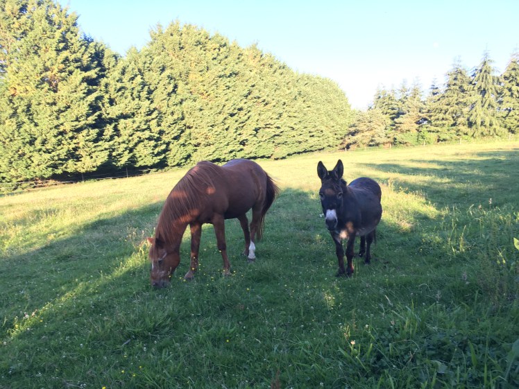 0ECBBBF0-C71C-42A8-956F-BC3B6F1E8466