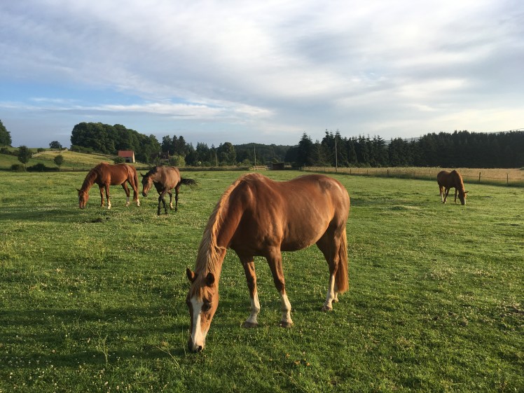 1A99C529-8224-4F96-81E8-D6A9C1204616