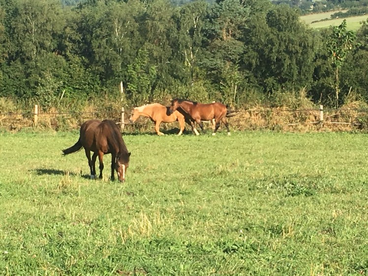 02A7E9A4-DCAE-4F54-9F74-818FD44AA02B