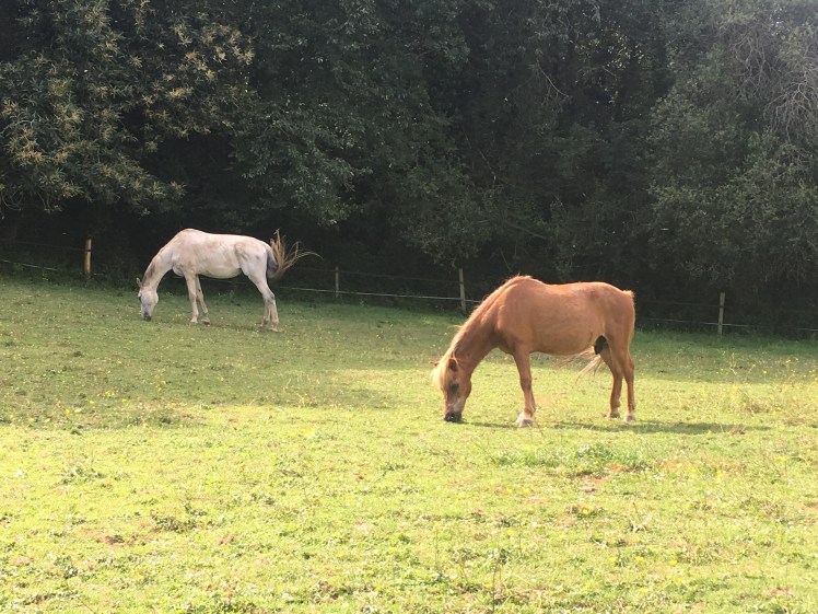 89A3F5E5-EA0E-4F5B-8222-BE3683826072