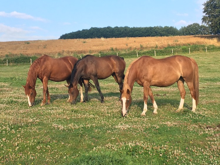 EAAFF8F6-E223-448F-8341-0B8BC410B65D