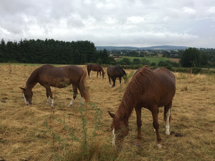 09918015-16A2-4BA9-88DE-0643BEC19557