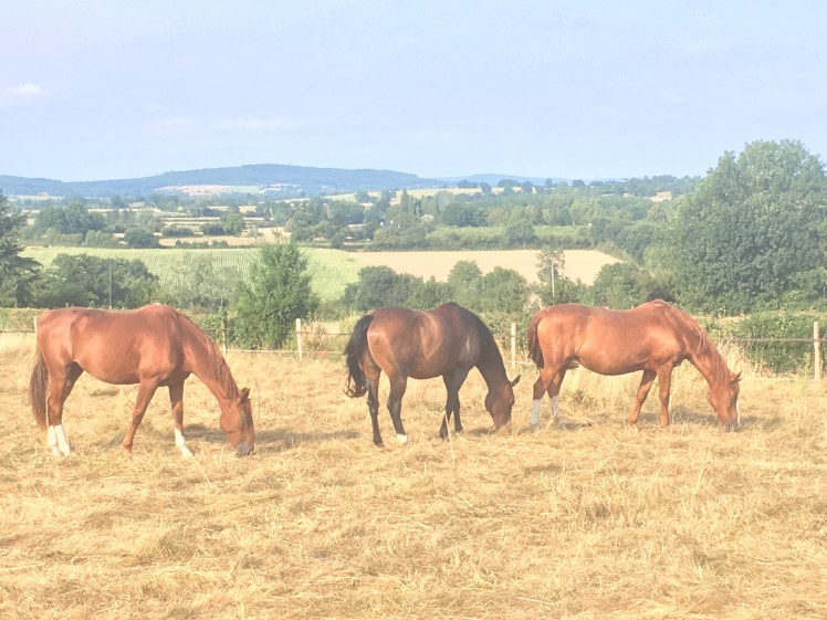 0C5FE260-84F4-419D-B960-19DC6DE692DA