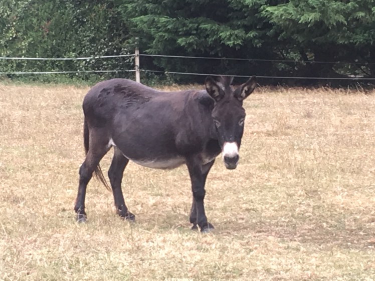 395E553B-8994-4B2C-8CD4-39A7F4326472