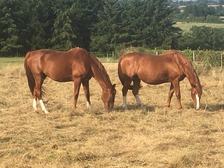 3C49F197-B77E-48B1-B3D1-29E2E2CB2800