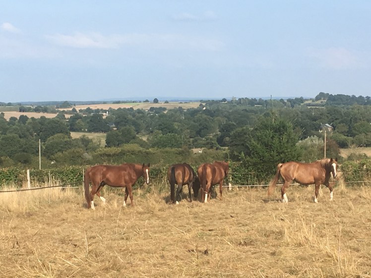 52990ADF-3454-45C7-BBAA-8C84055D963B