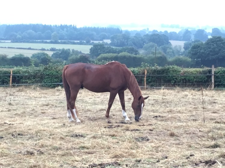 658D5049-26E2-40E3-9F9E-D17917599317