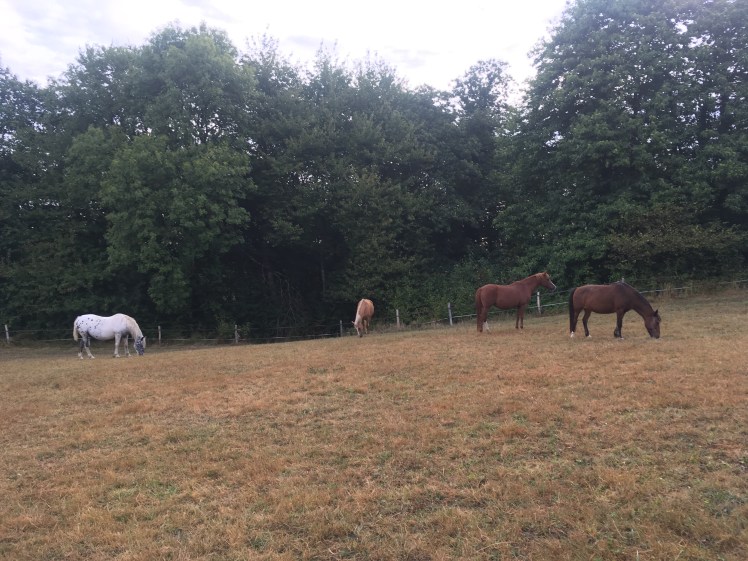 7F83F1D7-2B25-4217-83E0-020FB57252E8