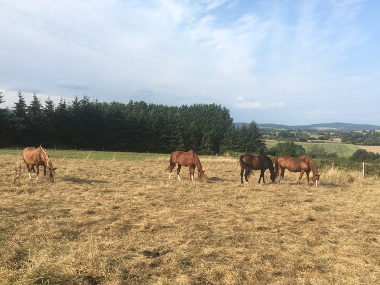 CFEF70DC-35B1-4880-B443-C7FF9E1D6088