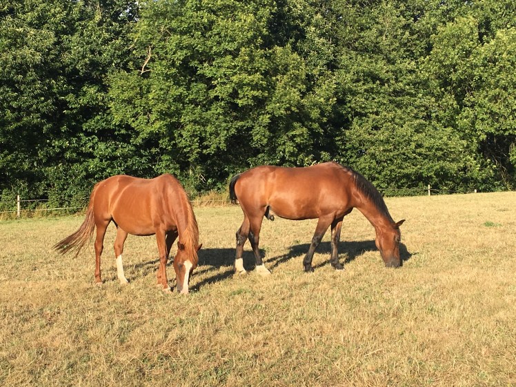 DB2FCF56-FAB9-48CD-8F5D-8AB357826A46