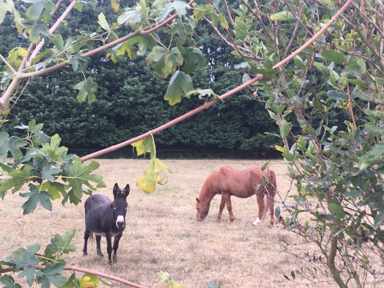 FEAC62FF-A916-4113-9C22-079CA2B9A700