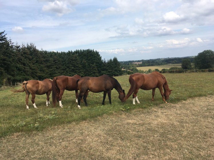 639961C3-B718-4DA1-8A16-E036717ED755