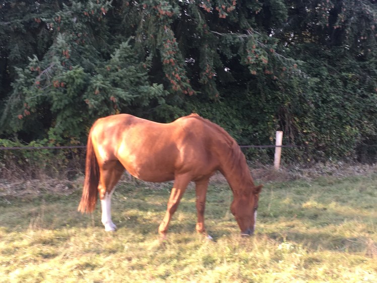 85A2045A-D31F-4C56-A31F-0CBAB0A289D3