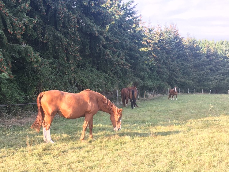 9B78DCDF-4C54-4FAA-B8A0-9261A360432E