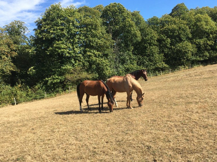 A311EE7F-C844-49E4-AF73-8D81C43A9E36