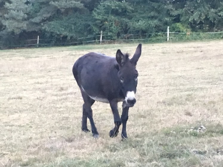 EF05C81F-AD82-4A37-8870-928CC89058AD