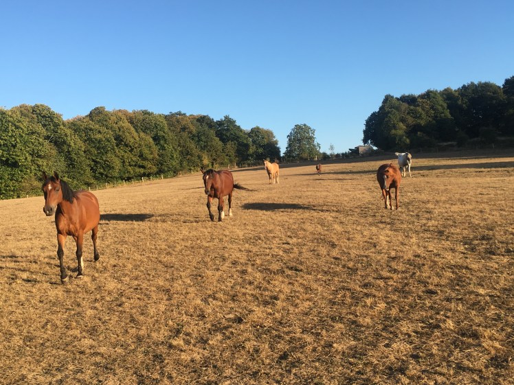 F81169E9-2AC2-4440-B263-D7DCE075A028