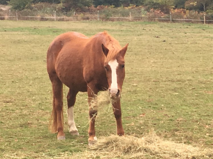 C8DA2A66-4B9D-4CDA-BF8B-424282EA90CD