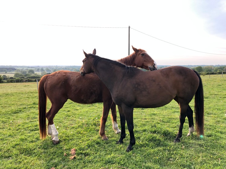 92E458D4-3450-47E0-8642-90966D319A95