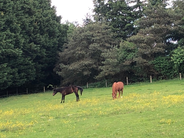 ACEEB74C-DBAF-4383-B817-8E49EF54F8B6