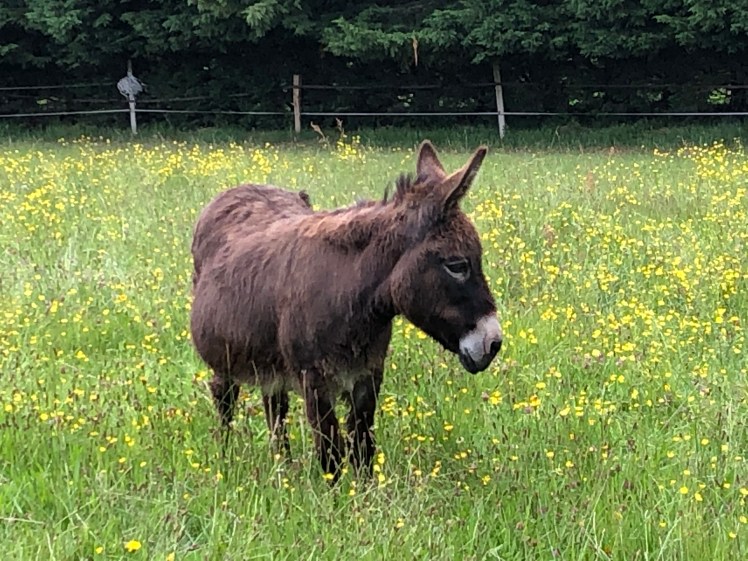 D62E3984-038D-42B5-898A-56B269E30C46