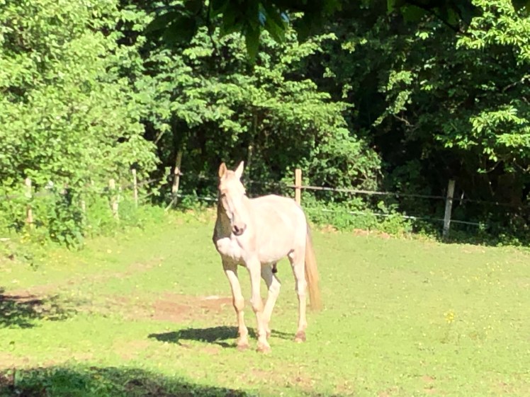 51B86C7F-576E-4747-9244-728D697BDA2E