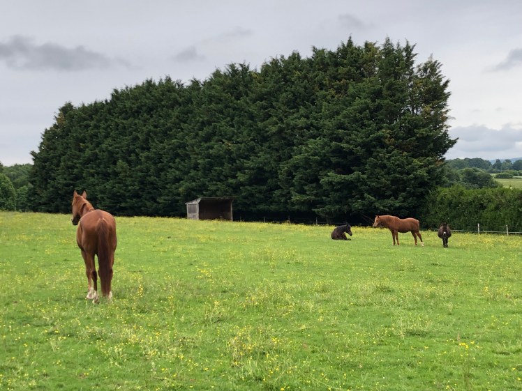 6CA3FA12-8B9C-45FC-B2B4-9E4B541FF1FD