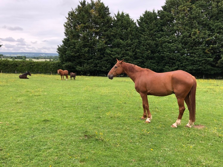 F6F3F0F3-4AB5-49FE-A55B-3F8A46292FB3