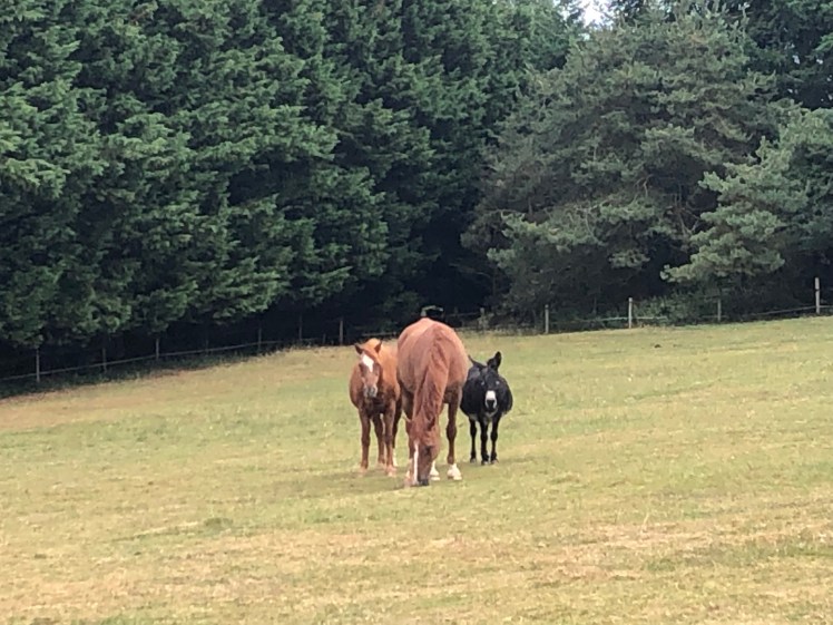 14448ADF-734A-4E31-8881-B7198B8D5C78