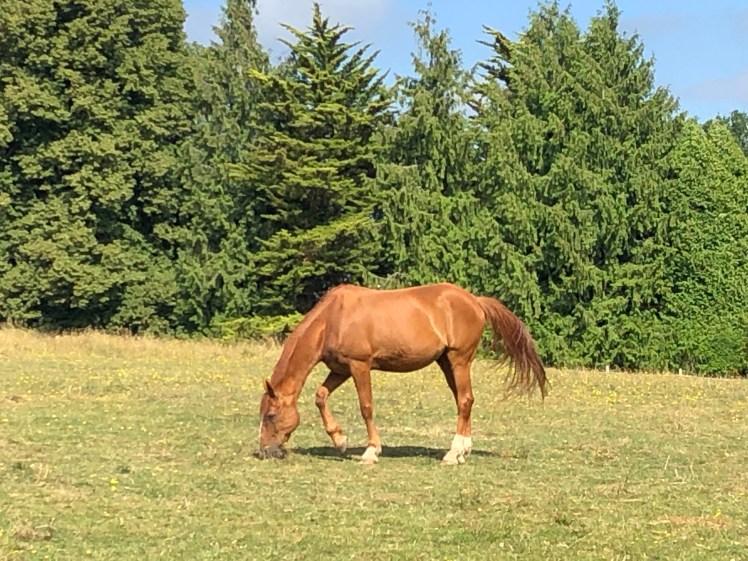 1ACE000C-44B7-43C7-8DA8-45DB451B447B