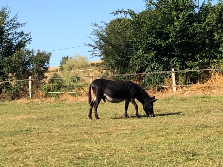 26ACC47E-11B6-4407-9104-ED92B73EFBD6