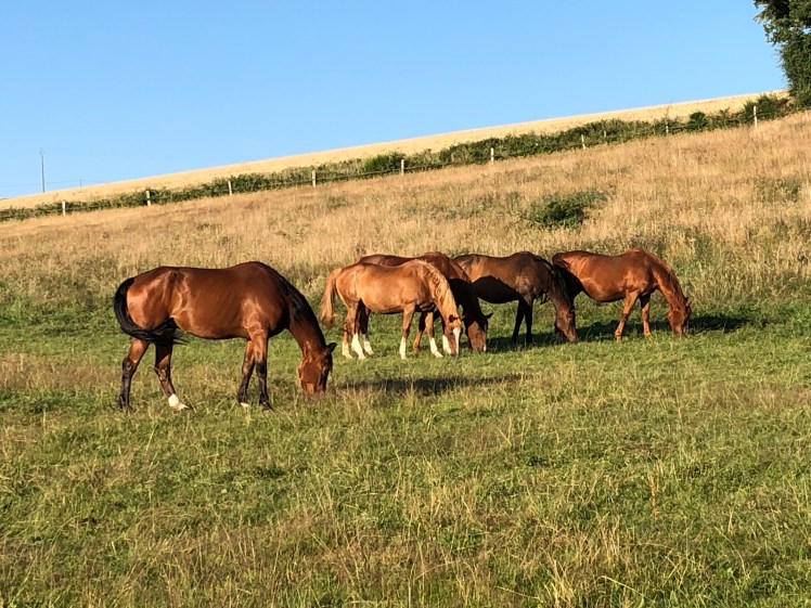 27CD7A0E-A768-4A16-8266-8C62E0D9561C