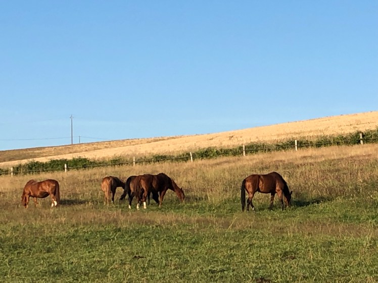 2A89343D-90AA-4963-BA49-8734E0302A05