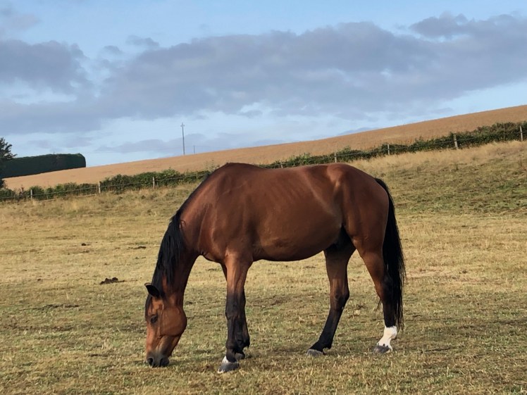 6A16BE53-BD6D-4B83-8FD9-43A583D45042