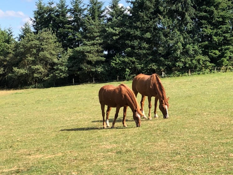 786F3104-CCF1-486F-8910-86FD94E9E6F2