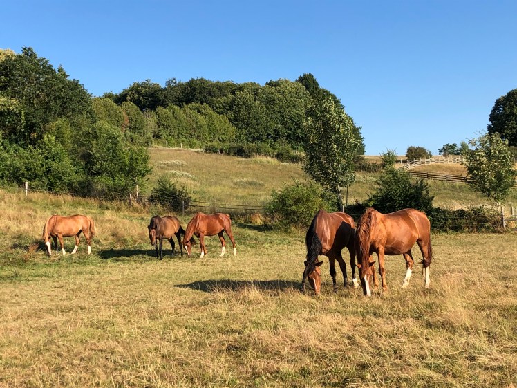 894E7A9D-03FD-4202-B25B-40BA6FF9DA62