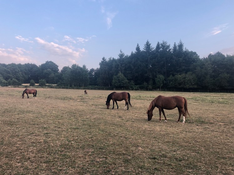 8E2D8E5C-82A1-49E0-9F18-E33B85F3017A