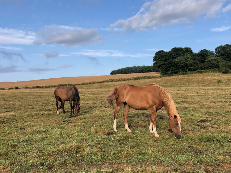 A60DA996-7931-4E9D-8D81-A3E6725B3CC2