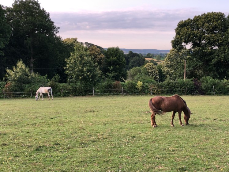 BAE8D36F-A8EA-429A-A3BA-FA4F789B02F3