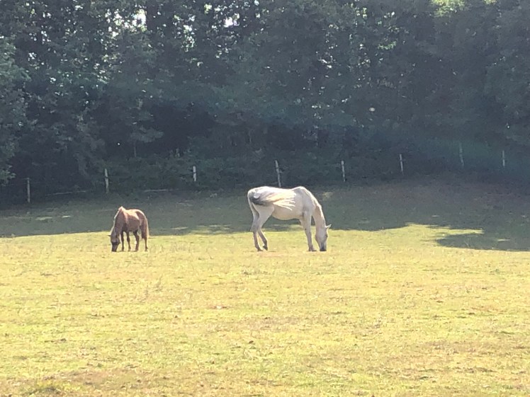 E553233F-15FC-4157-B39B-26635D4BBE29