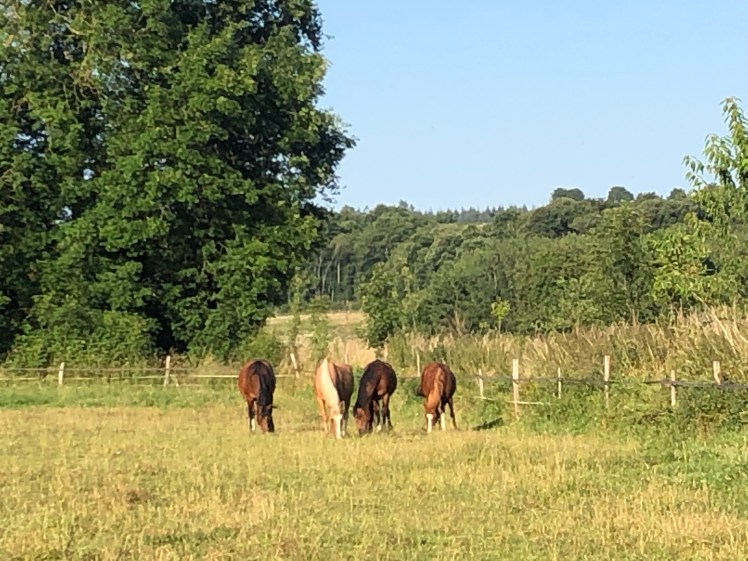 FFF80FD6-1443-4A05-99A6-676DD8F69960